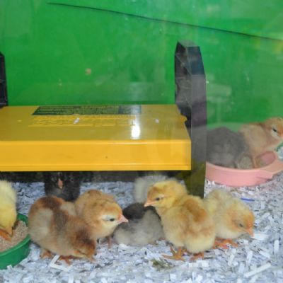 Baby Chicks (38)